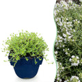 Thymus praecox 'Albiflorus' (vit kryp-timjan) – 12 plantor, Ø11 cm, 15–25 cm höga