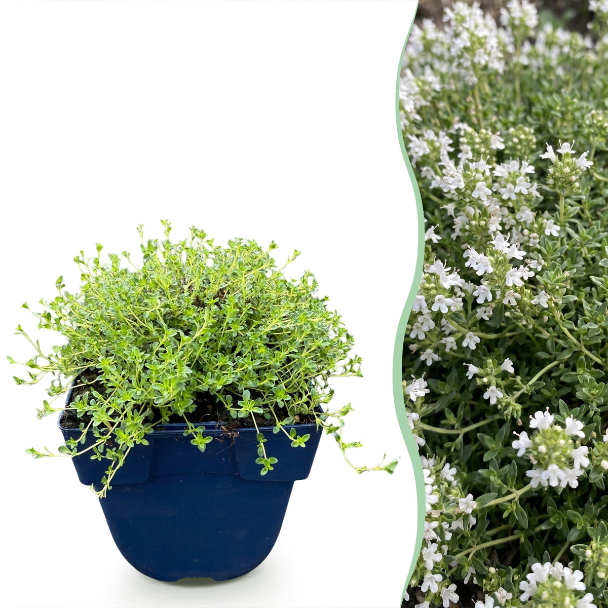 Thymus praecox 'Albiflorus' (witte kruiptijm) – 12 planten, Ø11 cm, 15–25 cm hoog