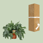 Phlebodium Davana (blåbregne) – Ø26 cm, 60 cm høj