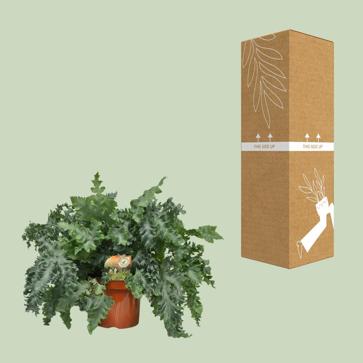 Phlebodium Davana (blåbregne) – Ø26 cm, 60 cm høj