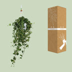 Hedera Helix Pitsburg (vedbend) – Ø17 cm, 90 cm høj