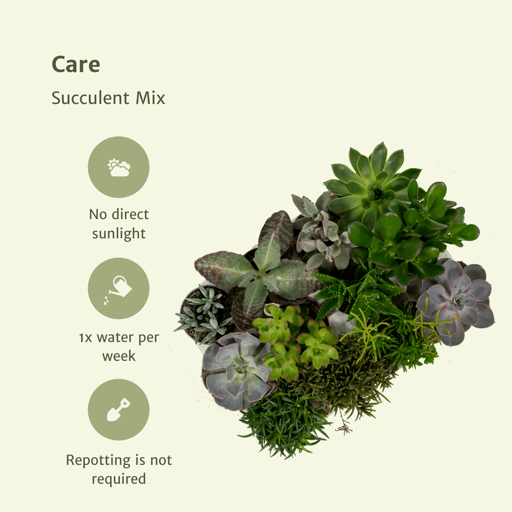 Vetplanten – Ø8 cm, 10 cm hoog