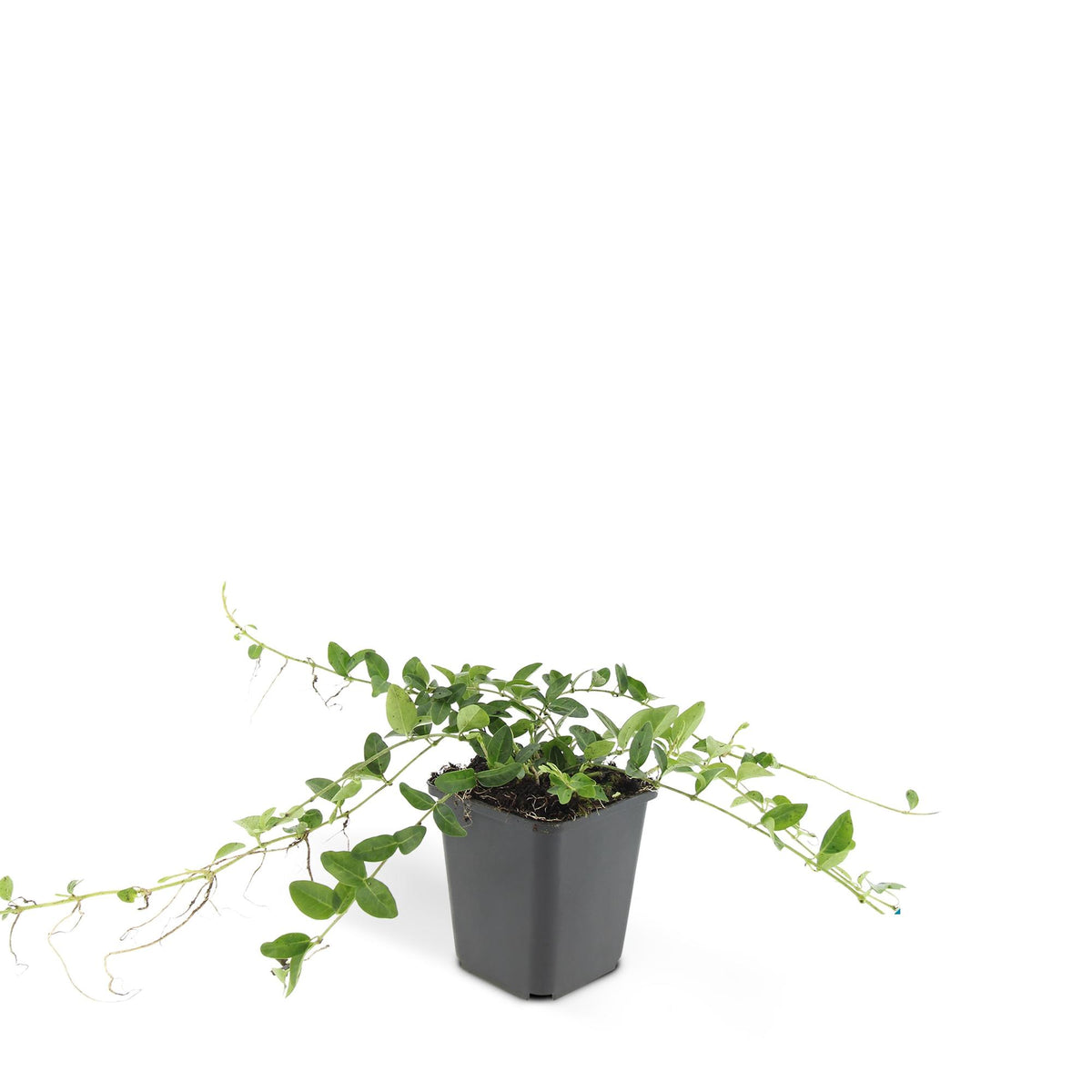 Vinca minor 'Alba' (vintergröna) – 48 plantor, Ø 9 cm, 10–25 cm hög – bild 3