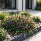 Vinca minor 'Atropurpurea' (maagdenpalm) – paars – 12 planten, Ø11 cm, 15–25 cm hoog