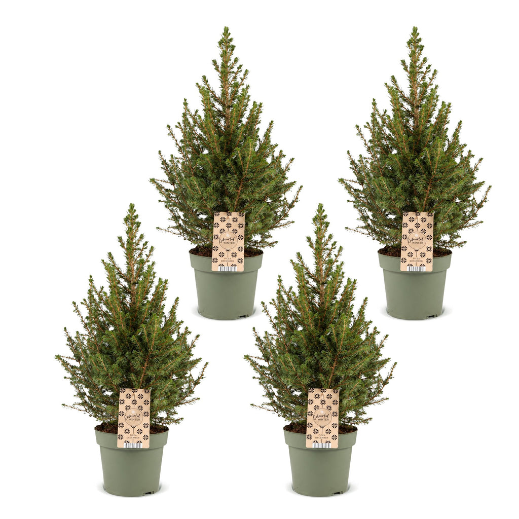 4× Picea glauca Conica (kerstboompje) – Ø17 cm, 65 cm hoog