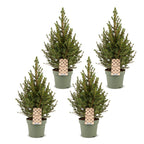 4× Picea glauca Conica (kerstboompje) – Ø17 cm, 65 cm hoog