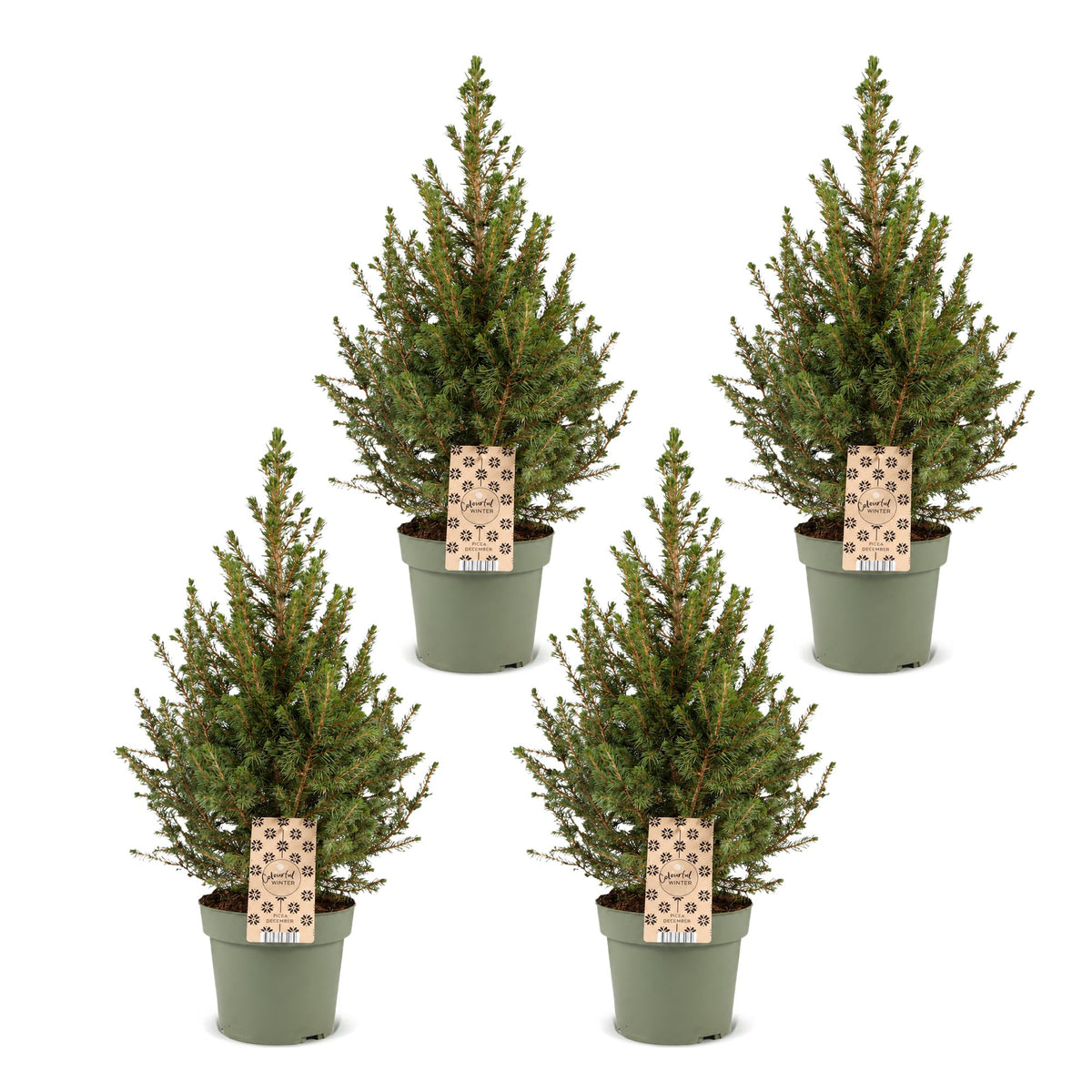 4× Picea glauca Conica (kerstboompje) – Ø17 cm, 65 cm hoog