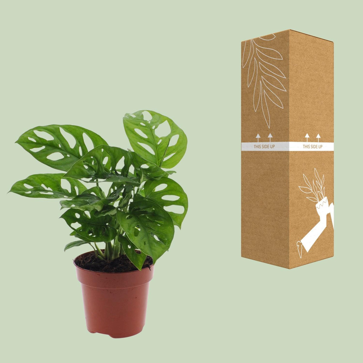 Hulplante (Monstera) – Ø12 cm, 30 cm høj