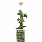 Hydrangea anomala petiolaris (hortensia grimpant) – blanc – 4 plantes, Ø9 cm, 35 cm de haut