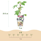 Rubus 'Black Satin' (Brombeere) – 3 Pflanzen, Ø9 cm, 35 cm hoch