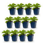 Digitalis purp. 'Dalmatian White' (Fingerhut) – weiß – 12 Pflanzen, Ø11 cm, 15–25 cm hoch