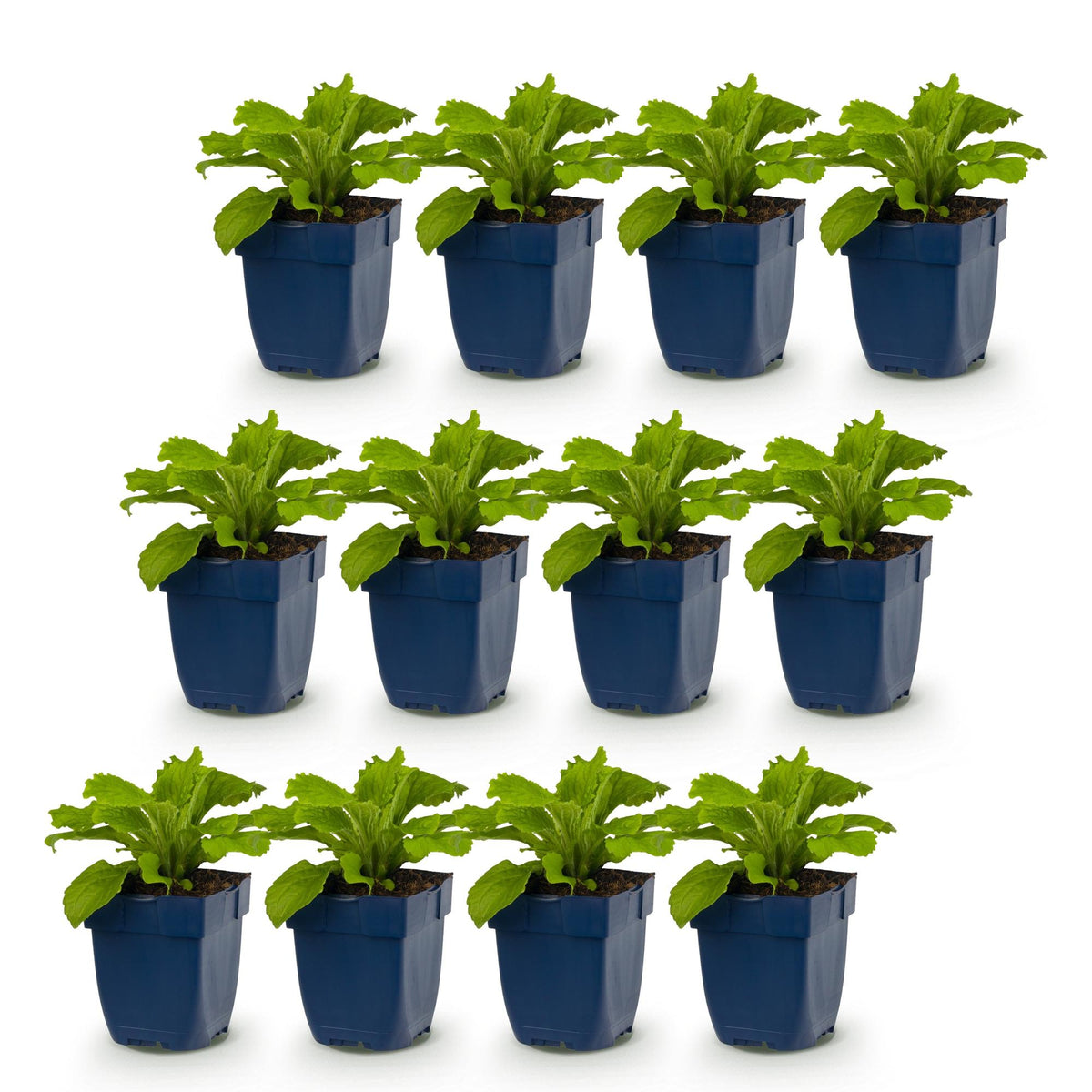 Digitalis purp. 'Dalmatian White' (Fingerhut) – weiß – 12 Pflanzen, Ø11 cm, 15–25 cm hoch – Bild 2