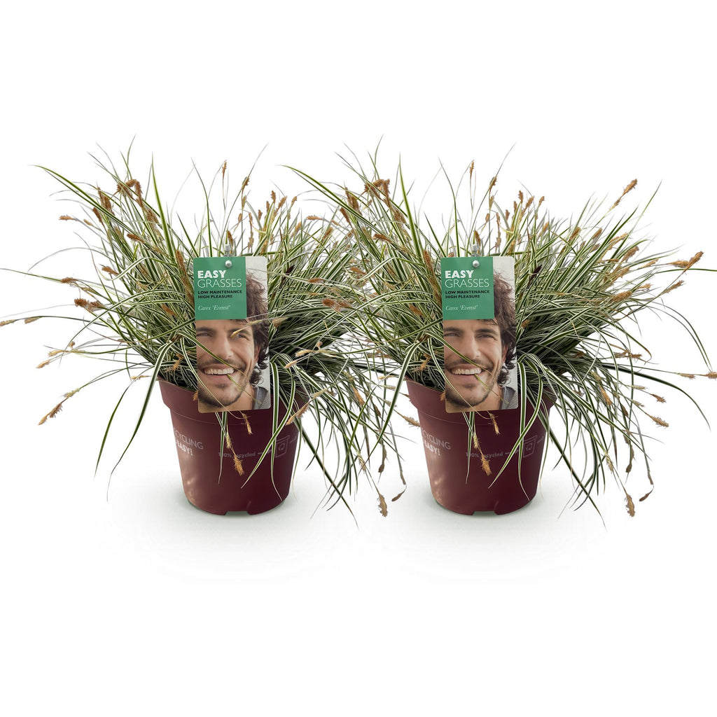 Carex oshimensis 'Everest' (laîchue) – 2 plantes, Ø17 cm, 50 cm de haut – photo 2
