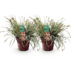 Carex oshimensis 'Everest' (laîchue) – 2 plantes, Ø17 cm, 50 cm de haut
