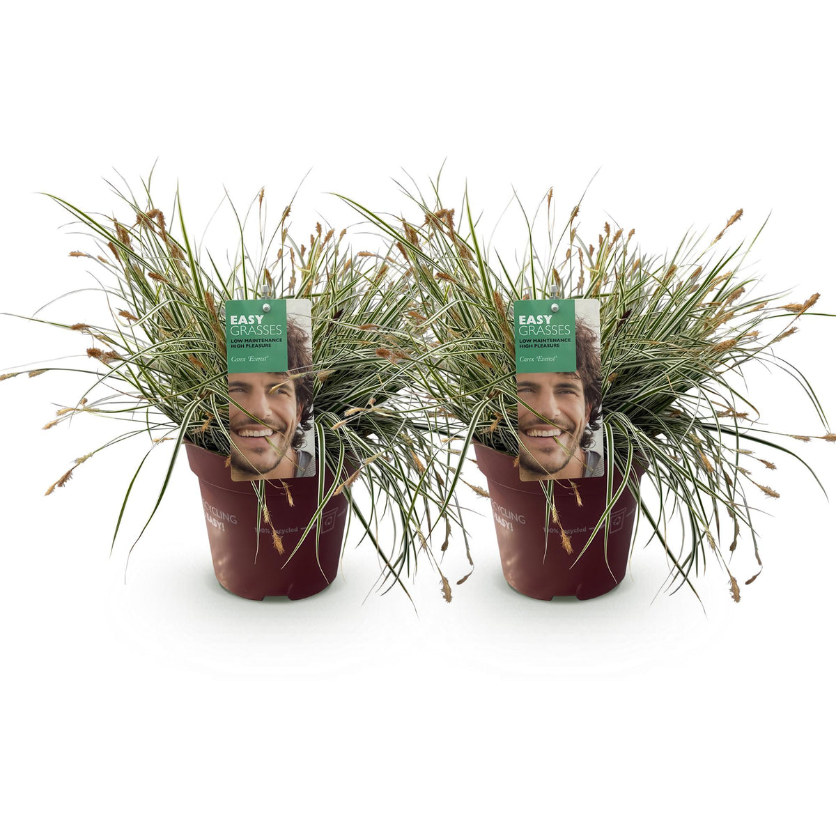 Carex oshimensis 'Everest' (zegge) – 2 planten, Ø17 cm, 50 cm hoog