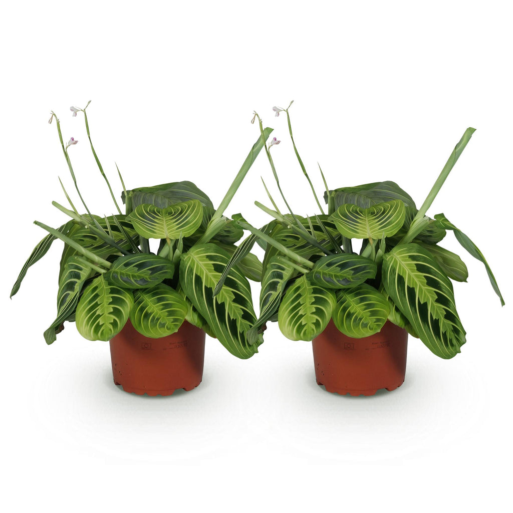 2× Maranta Fascinator Lemon Lime (Gebetsstaude) – Ø 12 cm, 30–35 cm hoch