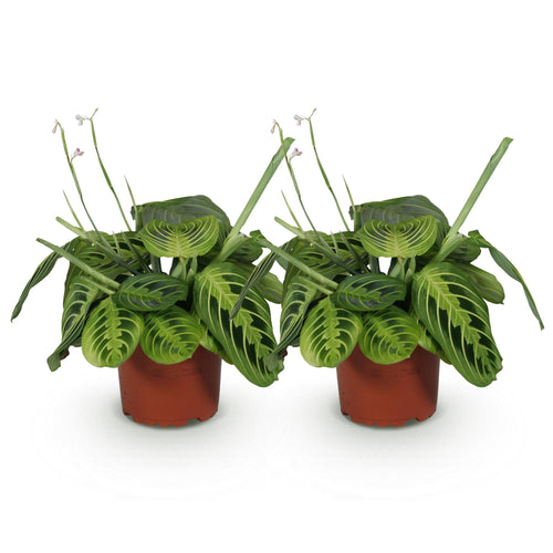 2× Maranta Fascinator Lemon Lime (gebedsplant) – Ø12 cm, 30–35 cm hoog
