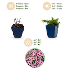 Phlox 'Rosette' (Leuchterblume) – rosa – Ø11 cm, 15–25 cm hoch