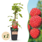 Rubus idaeus 'Malling Promise' (Himbeerpflanze) – 2 Pflanzen, Ø15 cm, 50 cm hoch