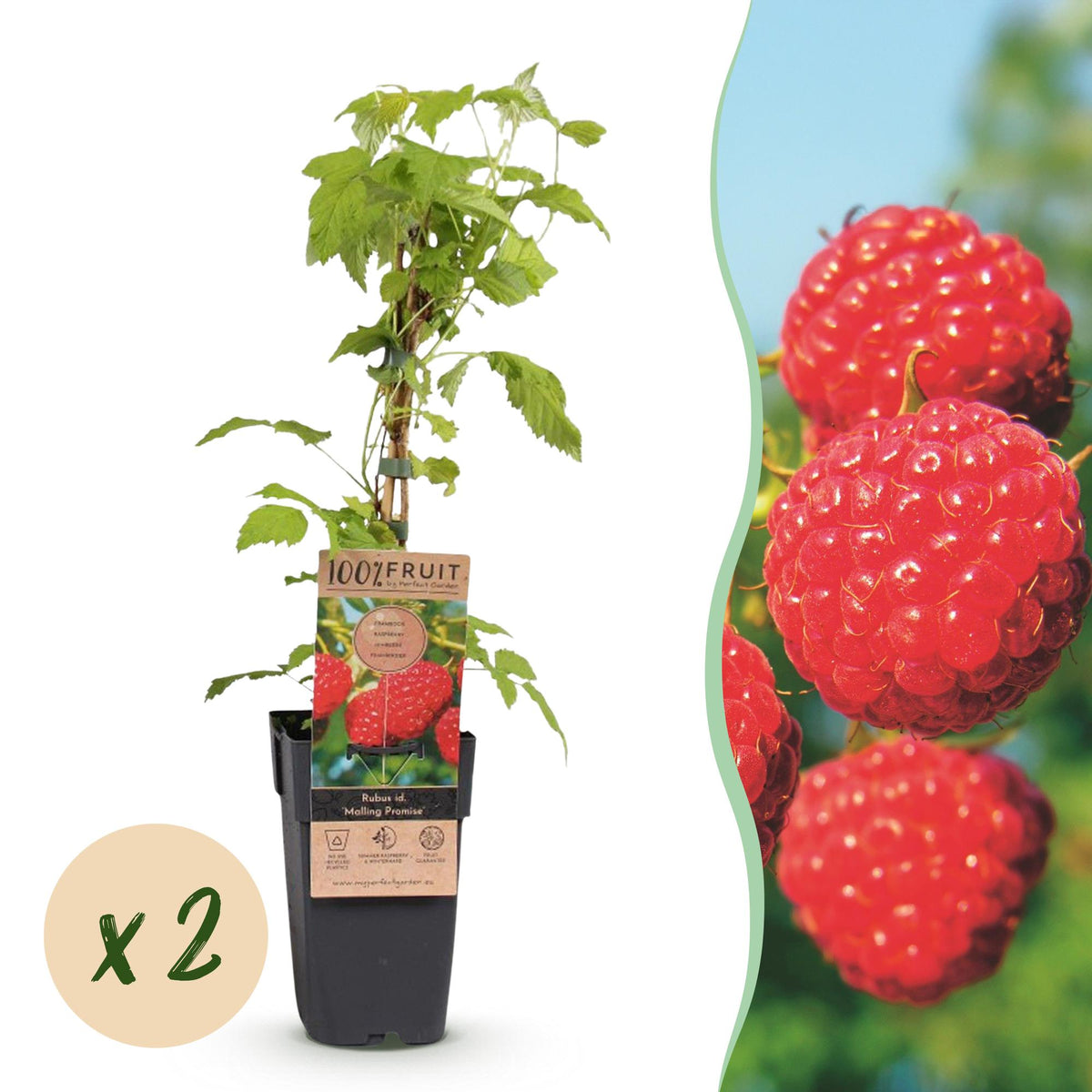 Rubus idaeus 'Malling Promise' (frambozenplant) – 2 planten, Ø15 cm, 50 cm hoog