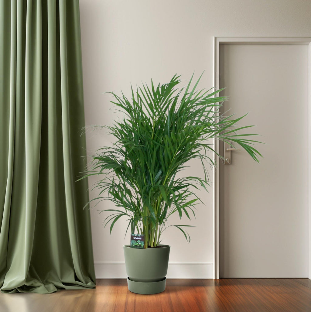 Dypsis lutescens 120 (goudpalm) – Ø19 cm, 100 cm hoog
