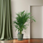 Dypsis lutescens 120 (goudpalm) – Ø19 cm, 100 cm hoog