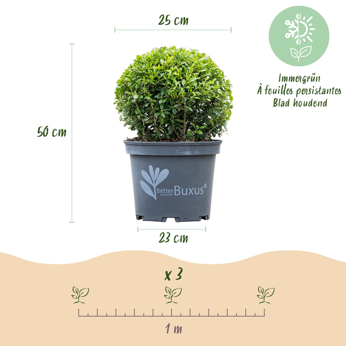 Buxus – 2 Pflanzen, Ø 23 cm, 25 cm hoch