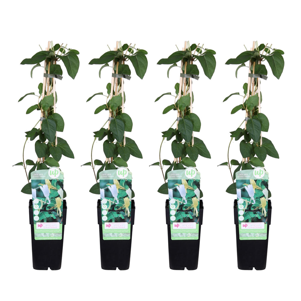 Lonicera japonica 'Halliana' (Japanese honeysuckle) – 4 plants, Ø15 cm, 65 cm high