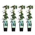 Lonicera japonica 'Halliana' (Japanese honeysuckle) – 4 plants, Ø15 cm, 65 cm high