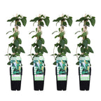 Lonicera japonica 'Halliana' (Japanese honeysuckle) – 4 plants, Ø15 cm, 65 cm high