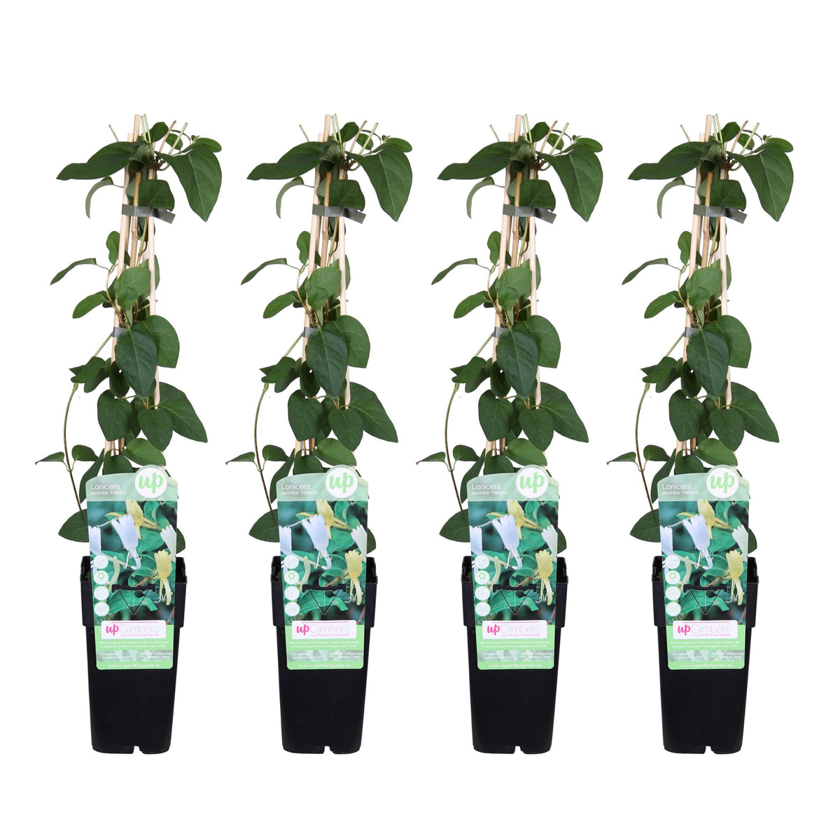 Lonicera japonica 'Halliana' (Japanese honeysuckle) – 4 plants, Ø15 cm, 65 cm high