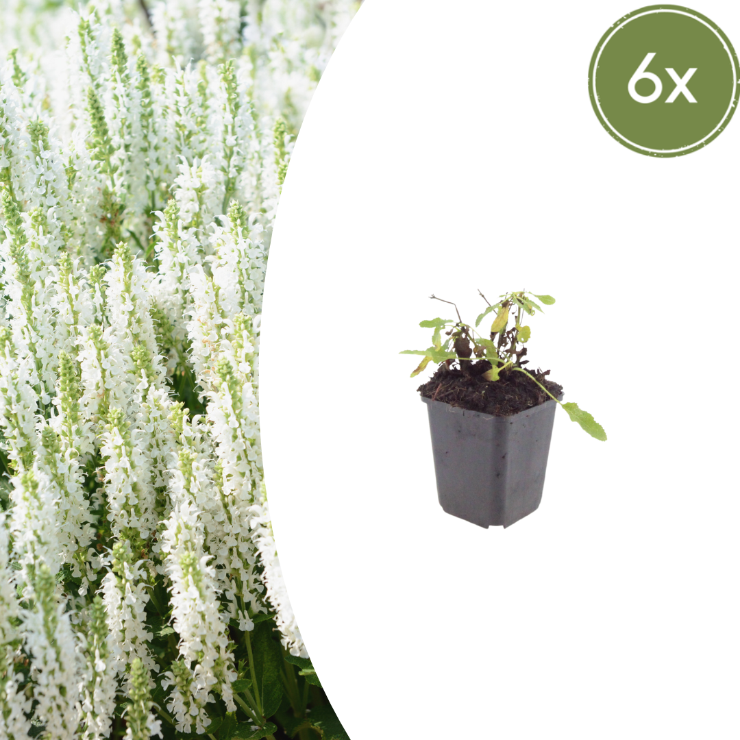 Salvia nemorosa 'Schneehugel' (sauge) – 6 plants, Ø9 cm, 10–25 cm de haut