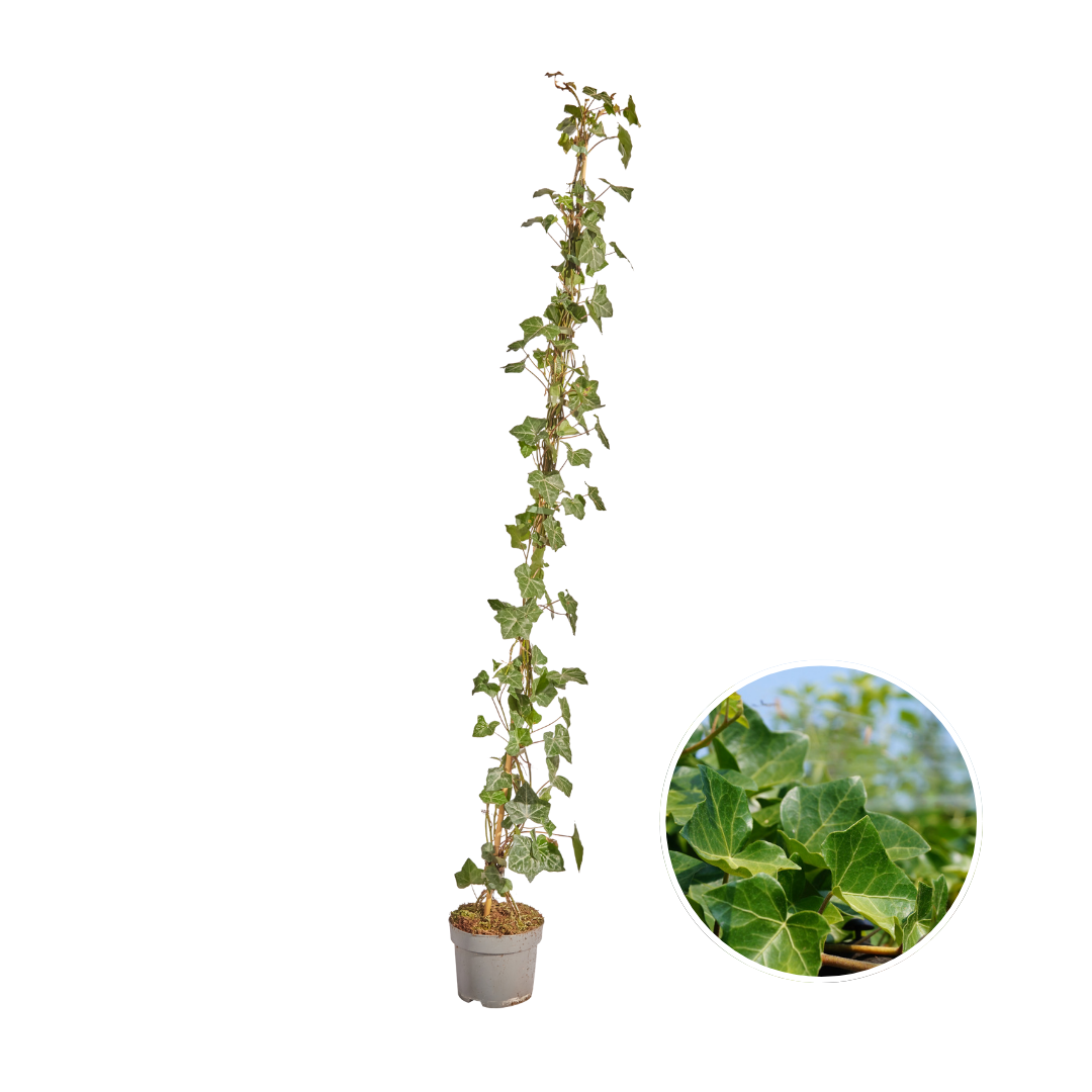Hedera hibernica (klimop) gestokt – Ø17 cm, 125–150 cm hoog