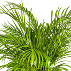 Dypsis Areca Lutescens (palmier doré) avec panier – Ø24 cm, 120–140 cm de haut
