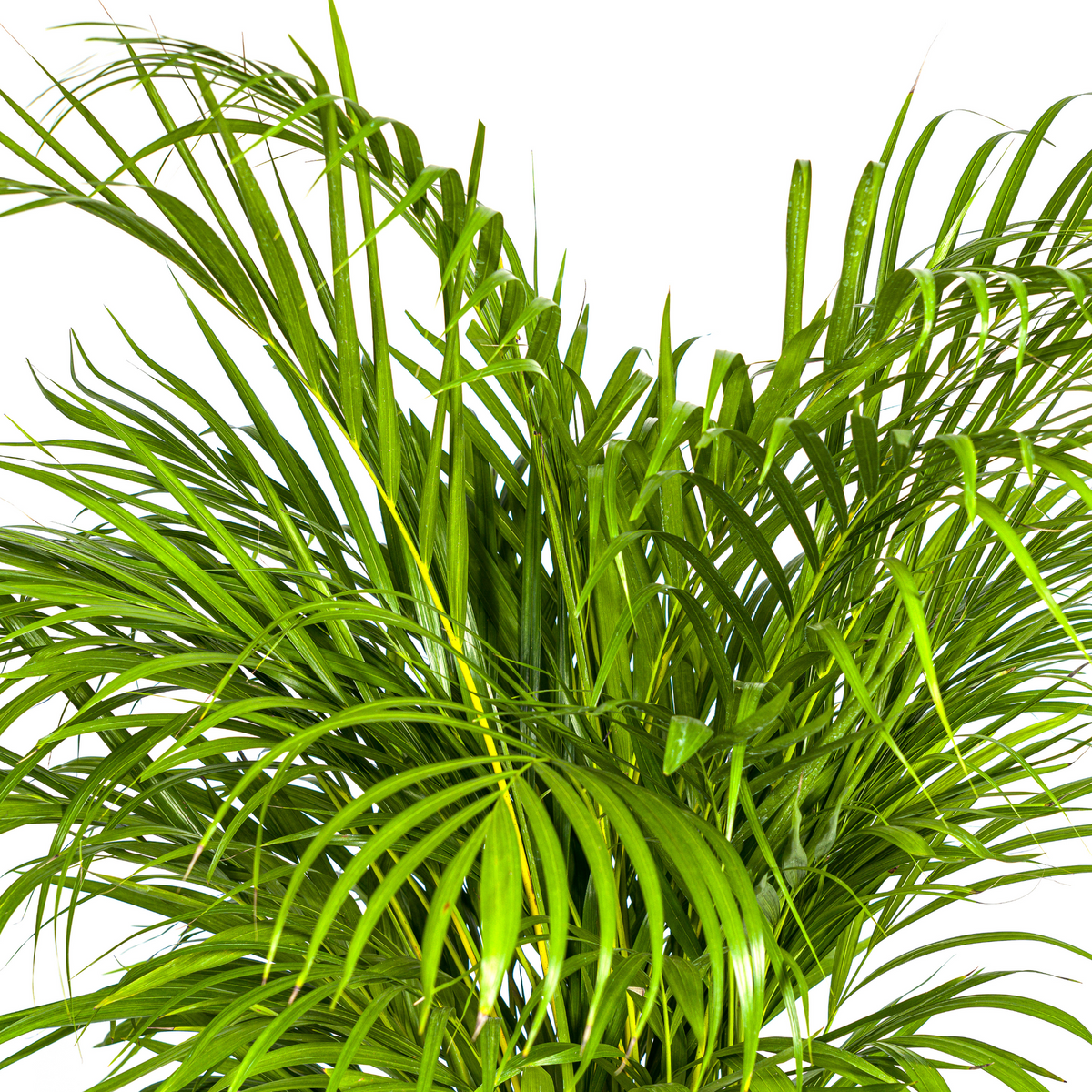 Dypsis Areca Lutescens (goudpalm) met mand – Ø24 cm, 120–140 cm hoog