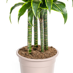 Dracaena Deremensis Dorado (drakenboom) – Ø27 cm, 170–190 cm hoog
