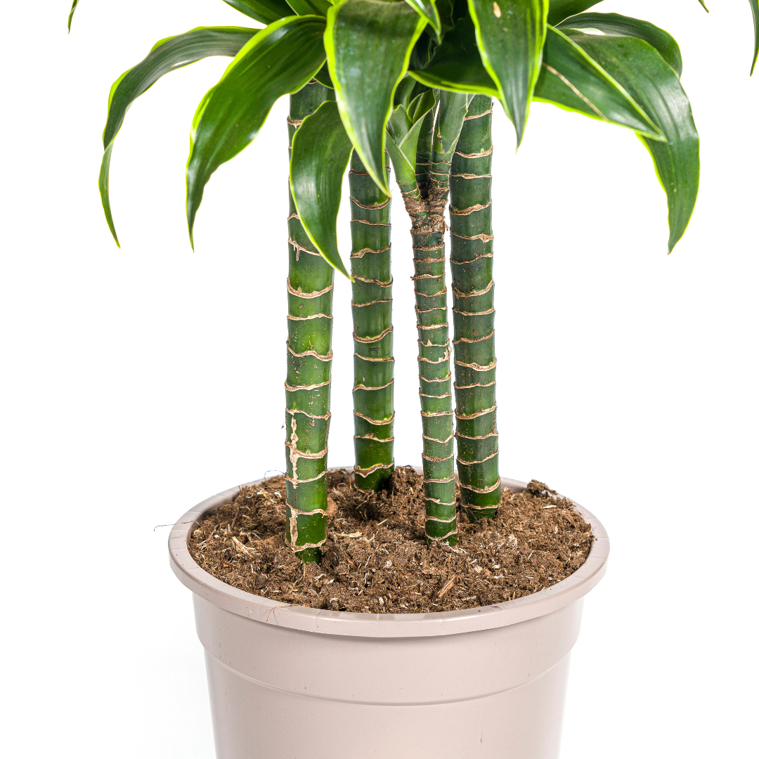 Dracaena Deremensis Dorado (drakenboom) – Ø27 cm, 170–190 cm hoog