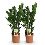 2× Zamioculcas (ZZ-plante) – Ø17 cm, 65–75 cm høj