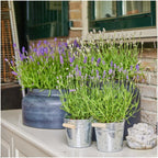 Lavandula angustifolia 'Felice' (lavender) in Old Look decorative pot – 3 plants, Ø13 cm, 250 cm high