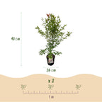 Acer palmatum 'Phoenix' (érable du Japon) – rouge – Ø26 cm, 90 cm de haut
