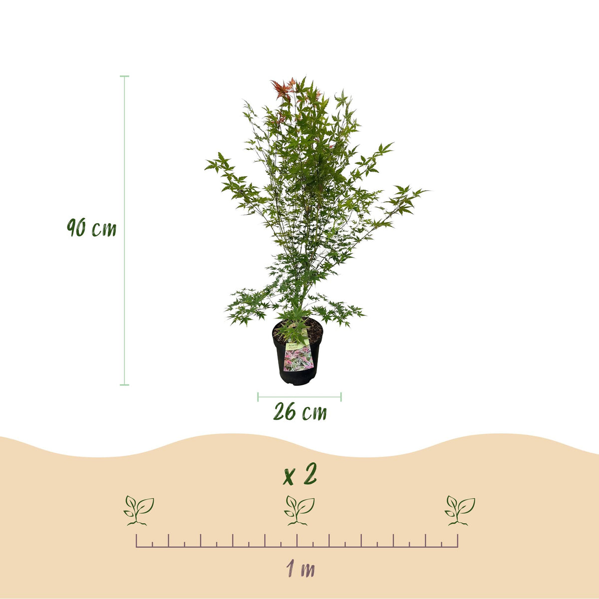 Acer palmatum 'Phoenix' (érable du Japon) – rouge – Ø26 cm, 90 cm de haut – photo 3