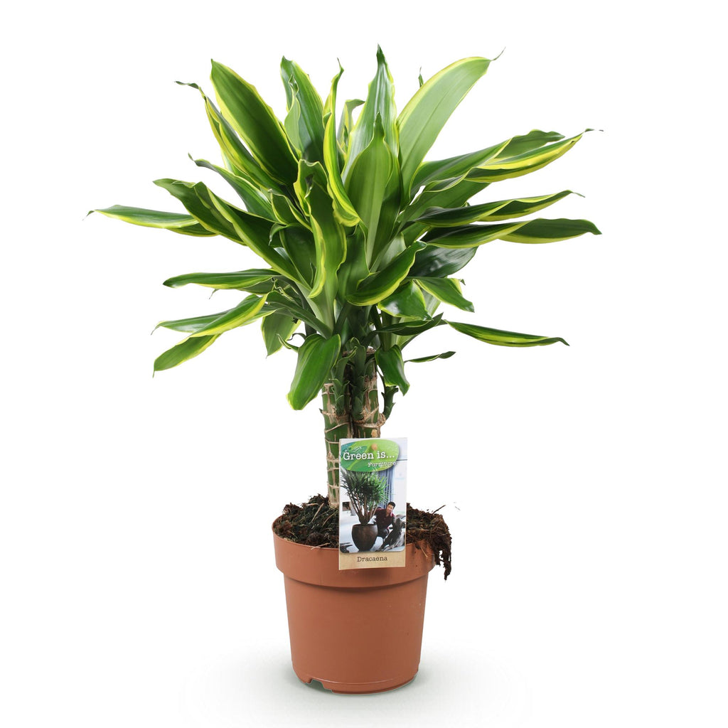 Dracaena fragrans Golden Coast (dragebreg) – Ø17 cm, 50–55 cm høj
