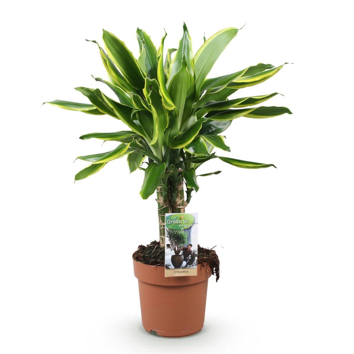 Dracaena fragrans Golden Coast (Drachenbaum) – Ø 17 cm, 50–55 cm hoch