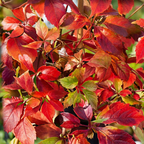 Parthenocissus quinquefolia 'Engelmannii' (Gewöhnlicher Wein) – gelb – 6 Pflanzen, Ø9 cm, 35 cm hoch