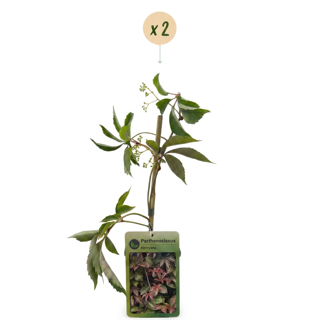 Parthenocissus henryana (vigne vierge chinoise) – 2 plantes, Ø9 cm, 35 cm de haut – photo 2