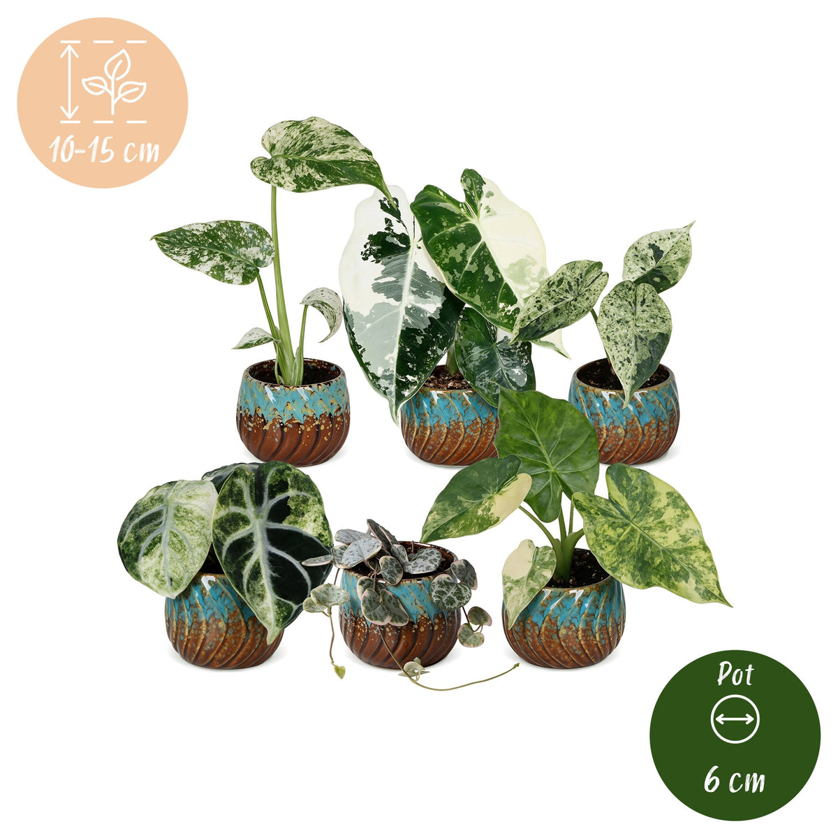6× Babyplanter Variegata Mix incl. Copper Reef – Ø6 cm, 10–15 cm høj