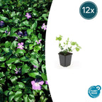 Vinca major (maagdenpalm) – 12 planten, Ø9 cm, 10–25 cm hoog