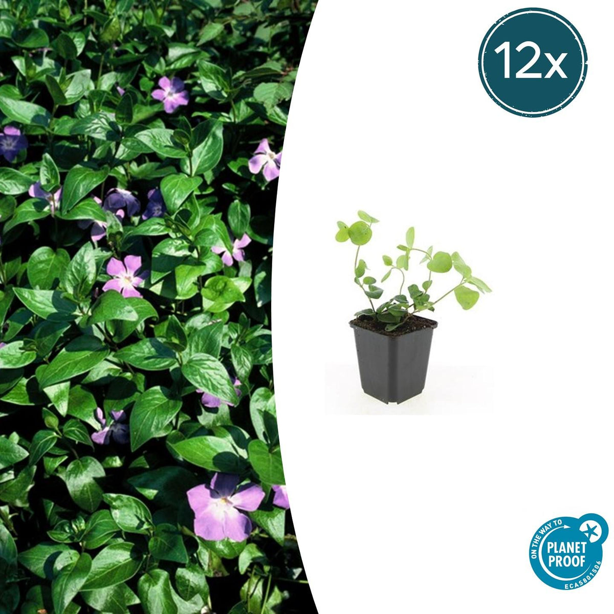 Vinca major (maagdenpalm) – 12 planten, Ø9 cm, 10–25 cm hoog – foto 2