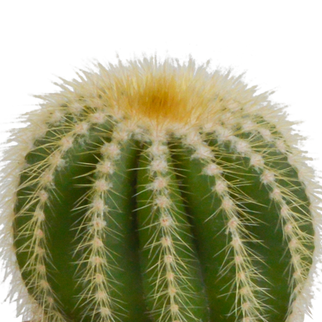 Mélange de cactus (Cactaceae) en pot blanc – Ø10 cm, 18 cm de haut – photo 11