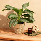 2× Aglaonema Silver Bay met mand – Ø17 cm, 70–75 cm hoog
